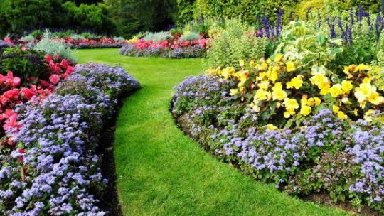 Les plantes couvre-sol sont-elles une alternative au gazon ?