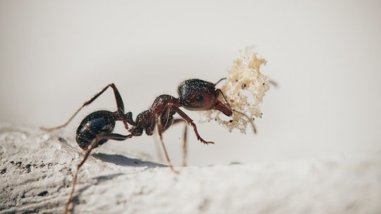 6 méthodes pour éliminer les fourmis charpentières