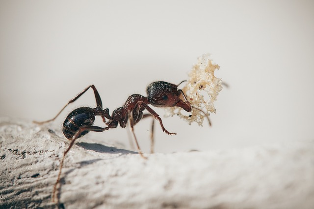 6 méthodes pour éliminer les fourmis charpentières