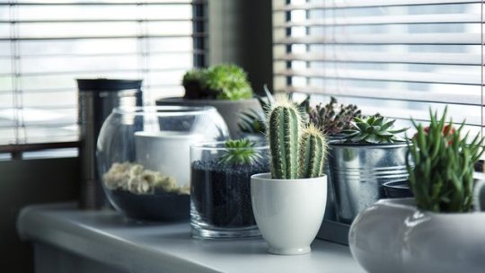 Comment bien choisir les plantes d&rsquo;intérieur selon la luminosité de son logement ?