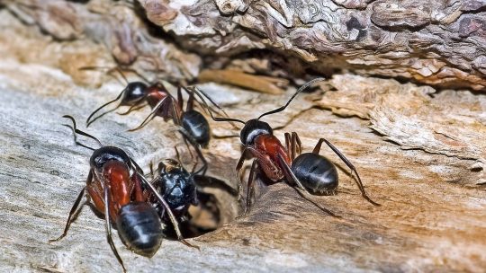 Des solutions efficaces pour protéger la charpente des termites