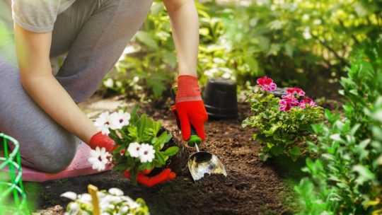Parterres de fleurs comestibles : une fusion de beauté et d&rsquo;utilité