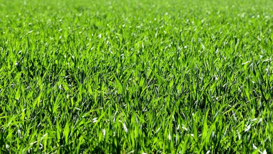 Conseils d&rsquo;experts pour choisir la meilleure variété de gazon pour votre climat