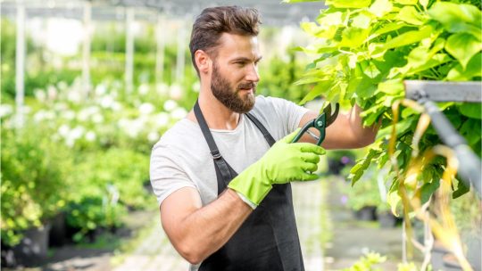 Taille raisonnée : maintenir l&rsquo;équilibre entre croissance et forme des arbustes
