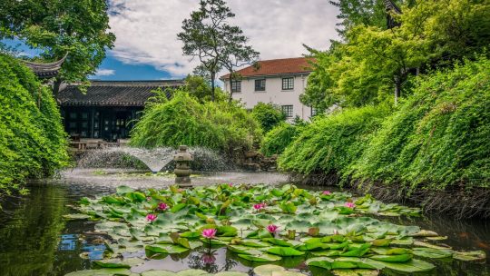 10 plantes idéales pour un jardin aquatique